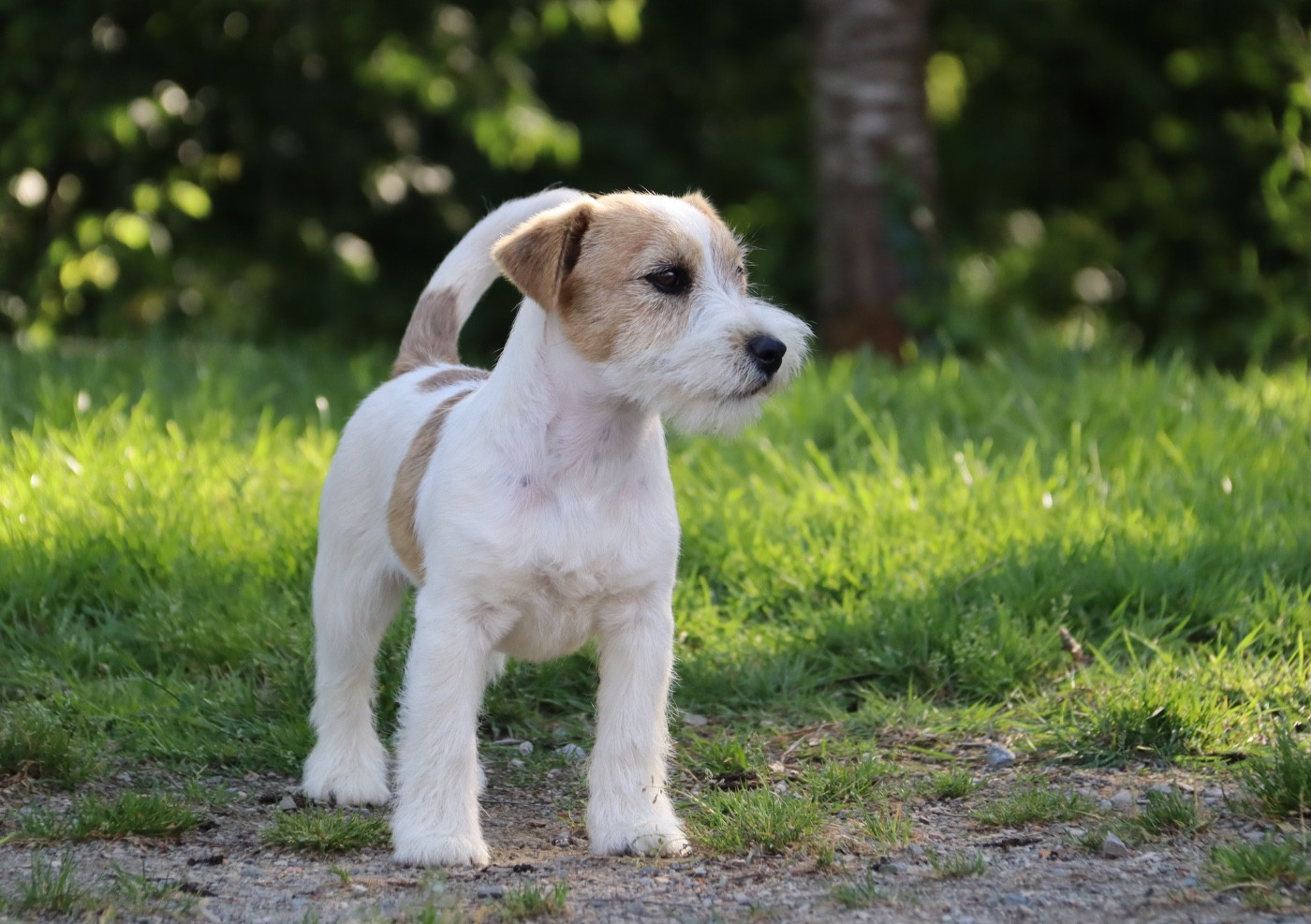 Publication : du Vallon de l'Alba Auteur : Gautier