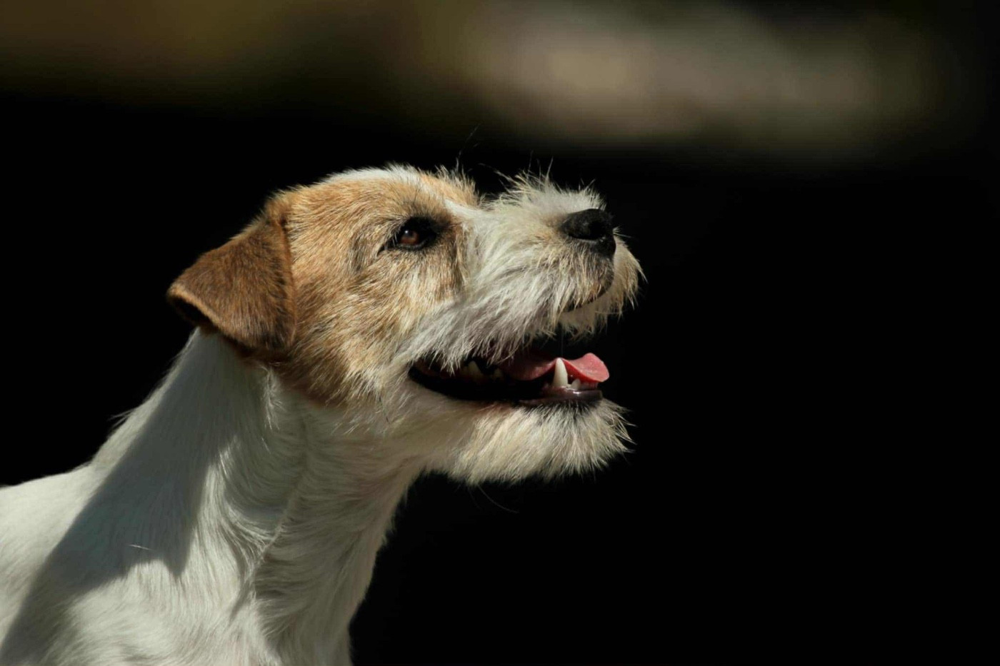 Publication : du Vallon de l'Alba Auteur : Gautier