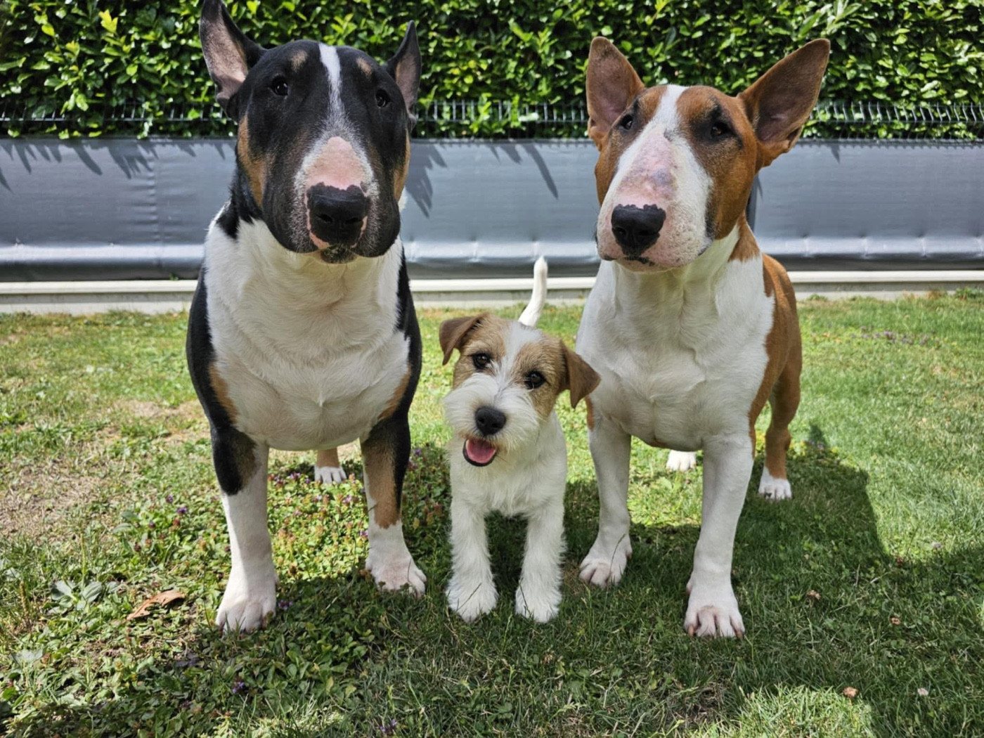 Publication : du Vallon de l'Alba Auteur : Gautier