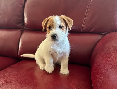 Les chiots de Jack Russell Terrier