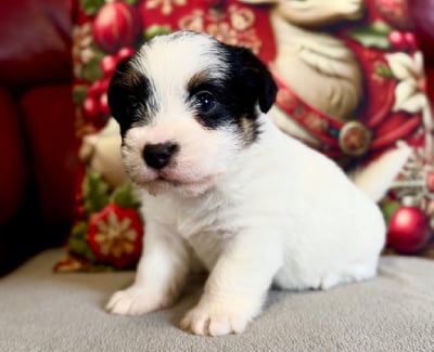 Les chiots de Jack Russell Terrier