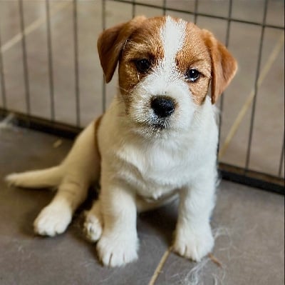 Les chiots de Jack Russell Terrier
