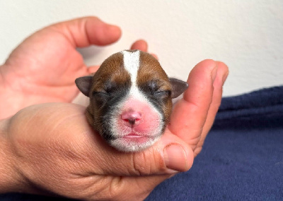 Les chiots de Jack Russell Terrier