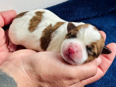 Les chiots de Jack Russell Terrier