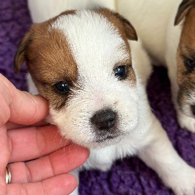 Les chiots de Jack Russell Terrier