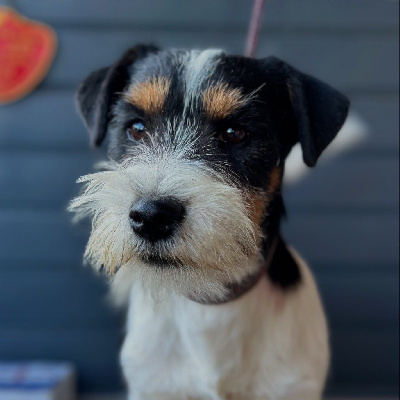 Les chiots de Jack Russell Terrier