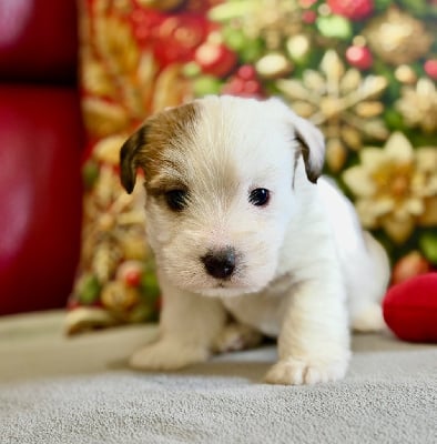 Les chiots de Jack Russell Terrier
