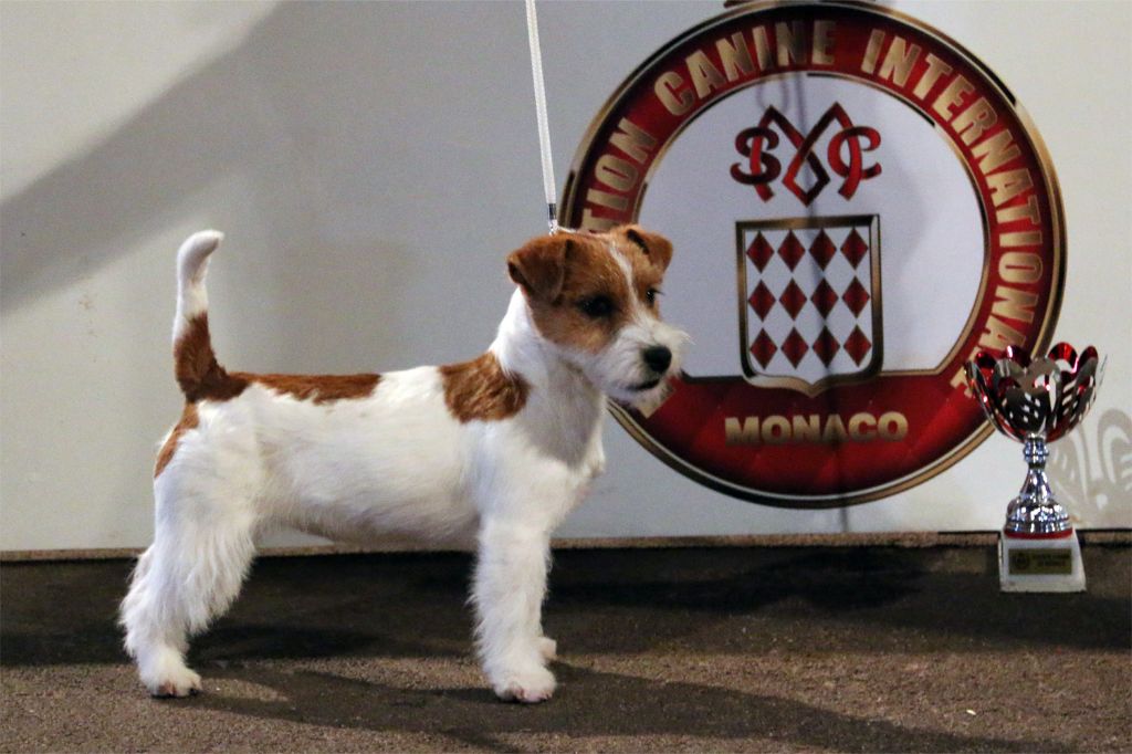 No more words russtyle's du Vallon de l'Alba - 1ere Tres Prometteur PuppyBOB et PuppyBIS 1ere place