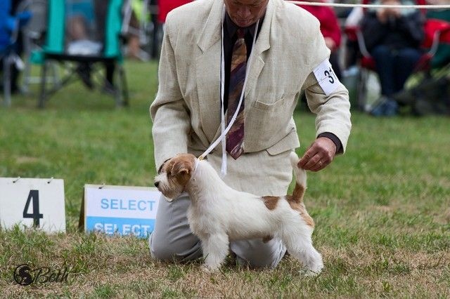 CH. Seven dwarfs di sutri - 2ème de sa classe et Reserve Winner Dog