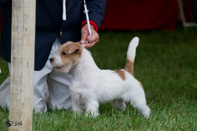 CH. Seven dwarfs di sutri - 1er de la classe Ouverte, reserv Winner Dog