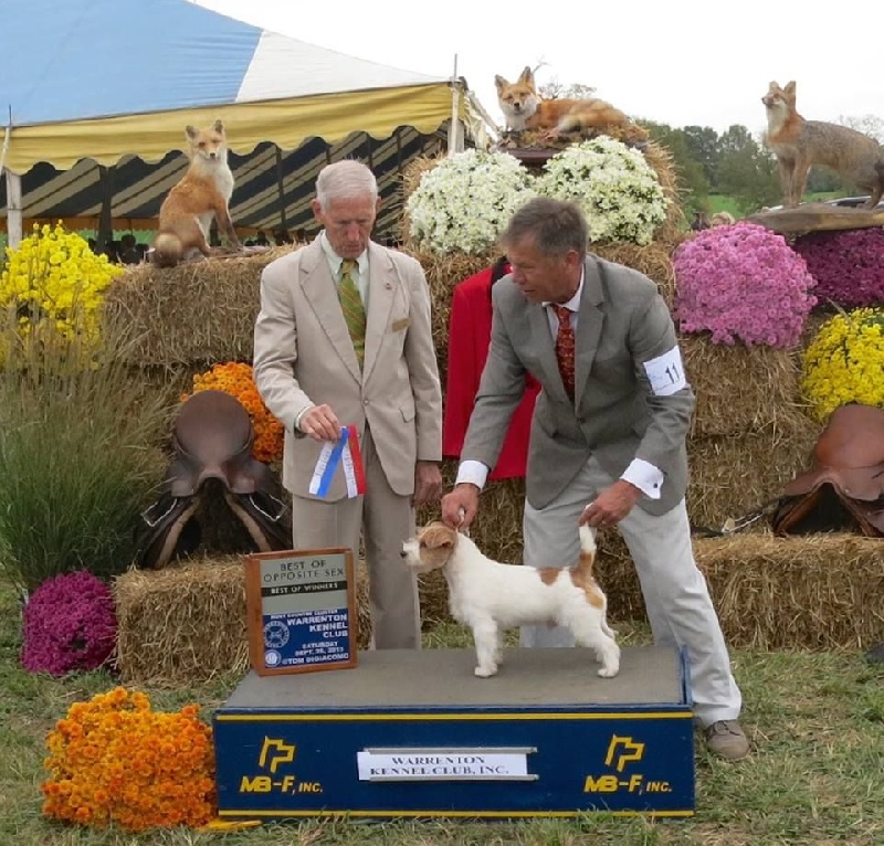 CH. Seven dwarfs di sutri - Winner Dog, Best of Winners & Best of Opposite Sex et 4 points MAJOR