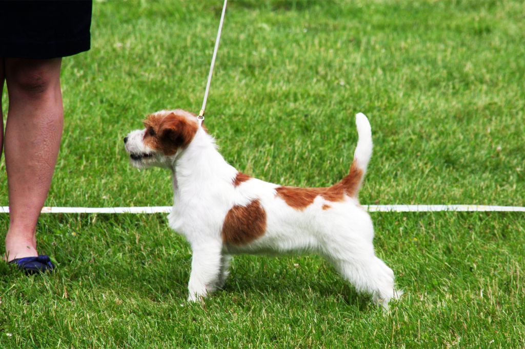 No more words russtyle's du Vallon de l'Alba - 1ere Tres Prometteur PuppyBOS