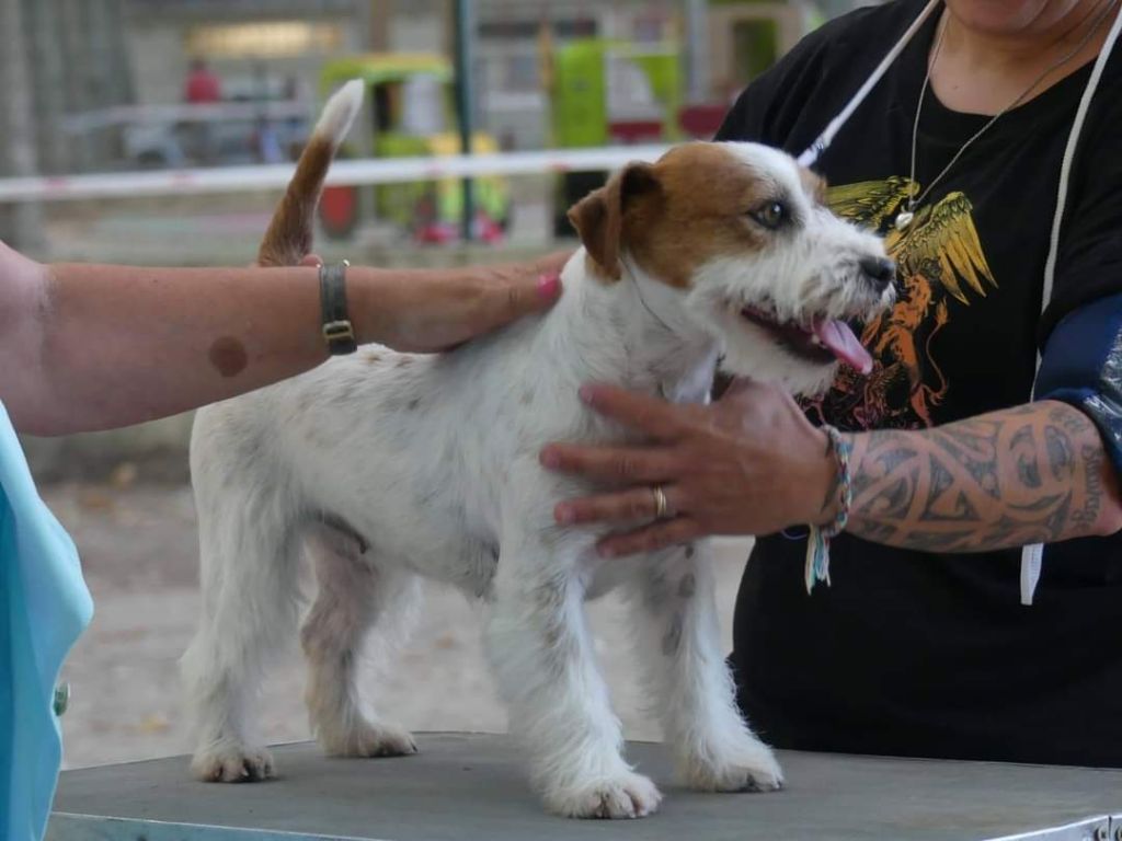 Paradise russtyle's du Vallon de l'Alba - 1er excellent