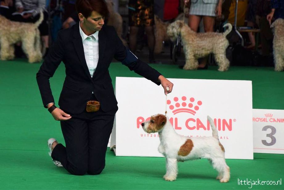 CH. fanni toi Monagan michelle - 1ere Excellent, winner of Open Class