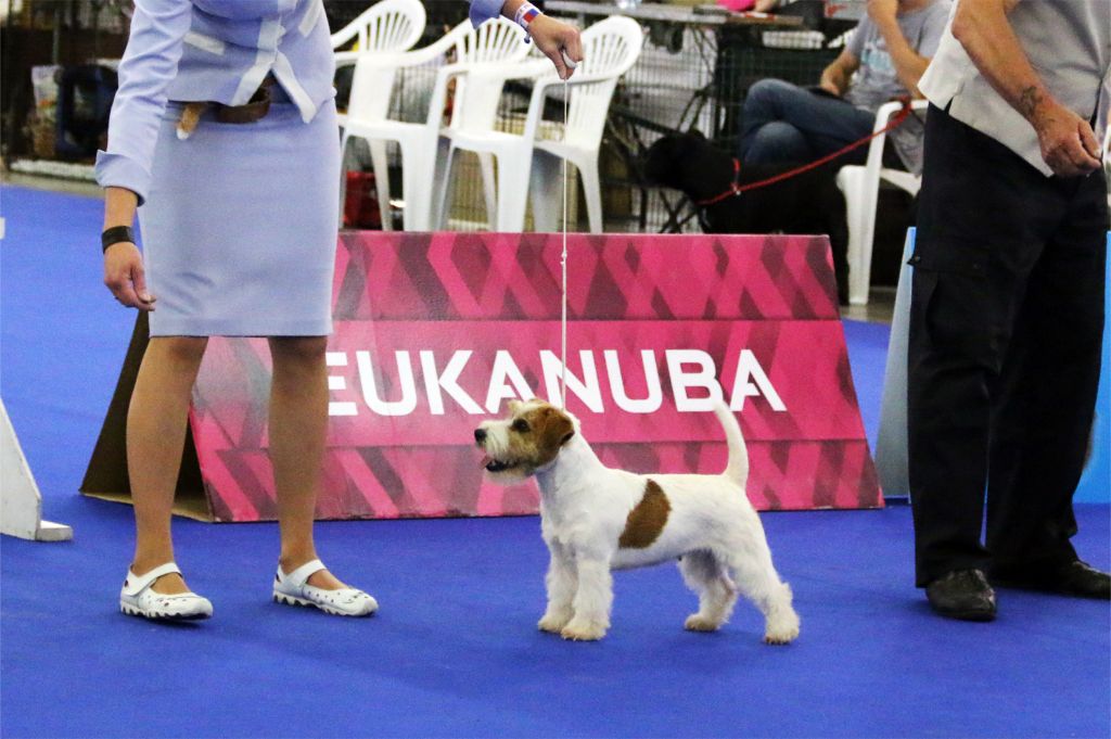 CH. fanni toi Monagan michelle - 2ème Excellent RCACS RCACIB