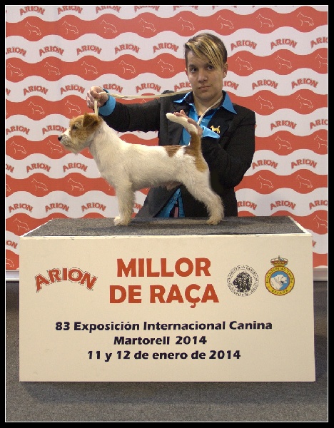 CH. Seven dwarfs di sutri - 1er Exc CAC, CACIB & BOB