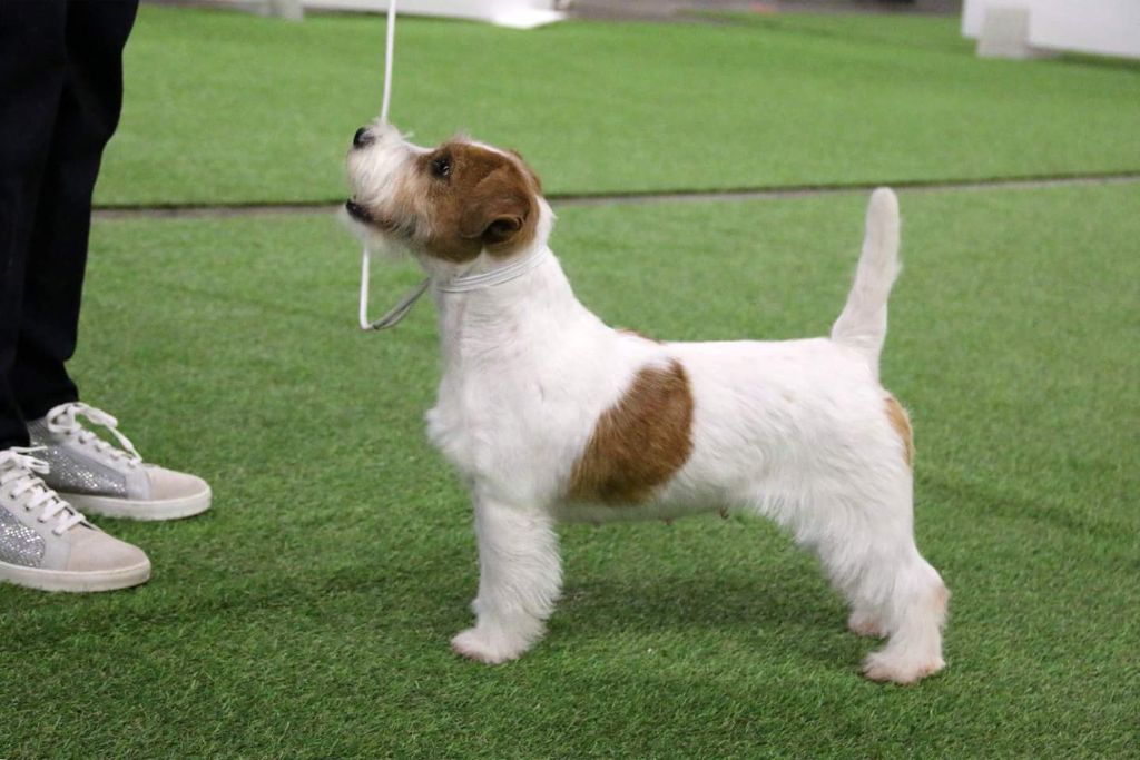 CH. fanni toi Monagan michelle - 1 excellent, CACS, CACIB, Meilleure de Sexe Opposé