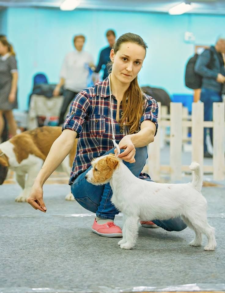 CH. Jack pride du Vallon de l'Alba - 1ere Exc CAC BOB BIG3