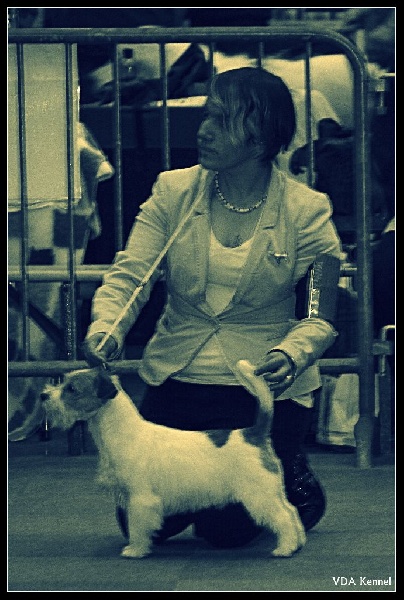 CH. Seven dwarfs di sutri - 1er Exc CAC, CACIB & BOB