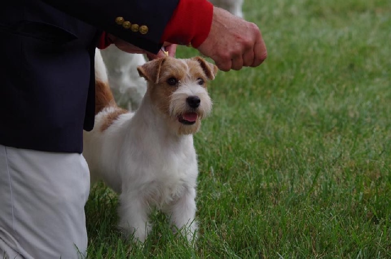 CH. Seven dwarfs di sutri - Winner Dog, Best of Winners & 3 points MAJOR