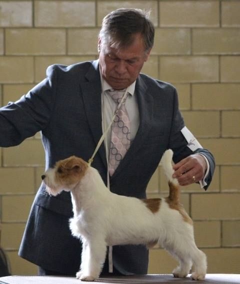 CH. Seven dwarfs di sutri - Winners Dog, Best of Winners and BOB over 3 Specials - 3 points MAJOR