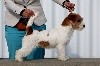 Origami russtyle's du Vallon de l'Alba - 1ere Tres Prometteur, Meilleur Puppy de Race