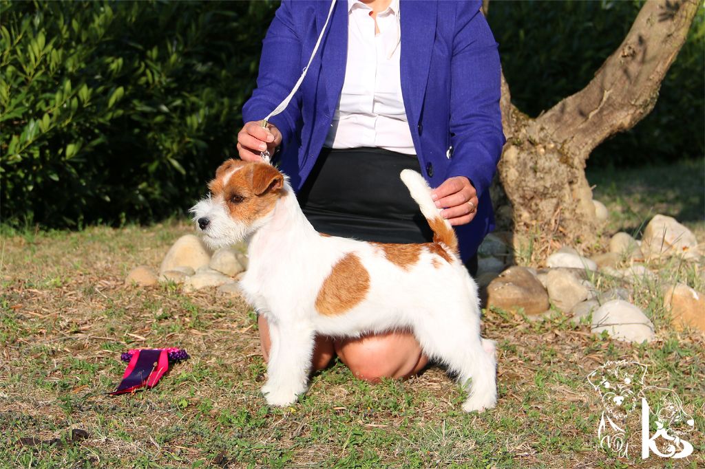 No more words russtyle's du Vallon de l'Alba - 1ere Excellent, Meilleur Jeune de Race