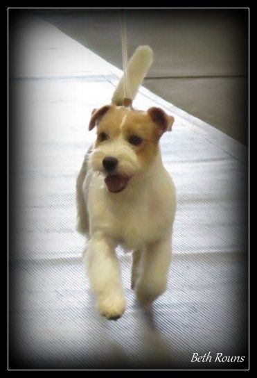 CH. Seven dwarfs di sutri - Best of Winners and BOS over 2 Specials - 2 points