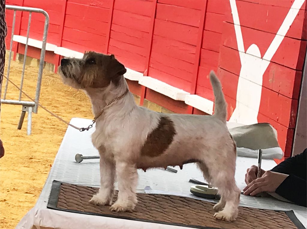 CH. fanni toi Monagan michelle - 1er Excellent CACS femelle