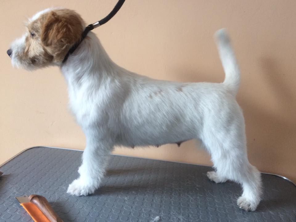 CH. Jack pride du Vallon de l'Alba - 1ere Exc CAC BOS