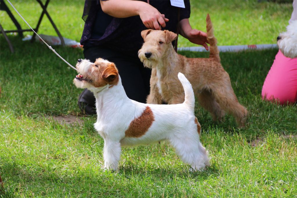 CH. fanni toi Monagan michelle - 1ere Exc CACS BOB BIG3