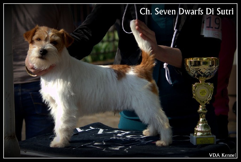 CH. Seven dwarfs di sutri - 1er Exc CAC, CACIB & BOB