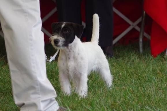 daystar Dbf silver alliance of vda - Meilleur Puppy Mâle