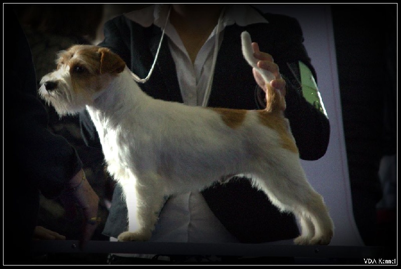 CH. Seven dwarfs di sutri - 1er Exc CAC, CACIB BOS