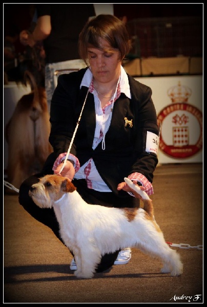 CH. Seven dwarfs di sutri - 2ème Exc, en classe Champion