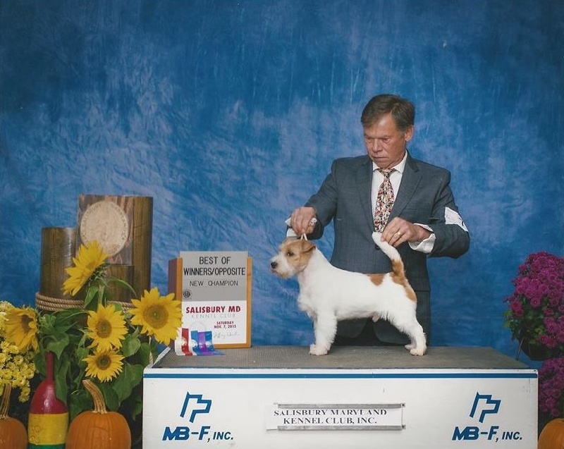 CH. Seven dwarfs di sutri - Winners Dog, Best of Winners BOS