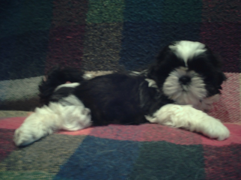 Publication : de Paline