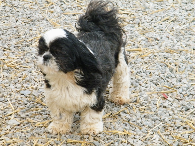 Publication : de Paline