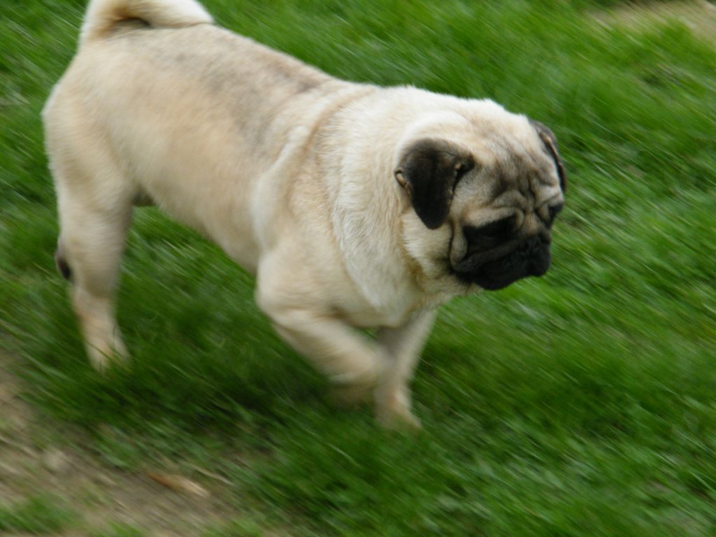 Publication : de Paline