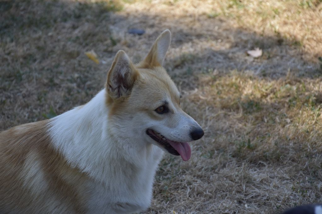 Publication : de Paline