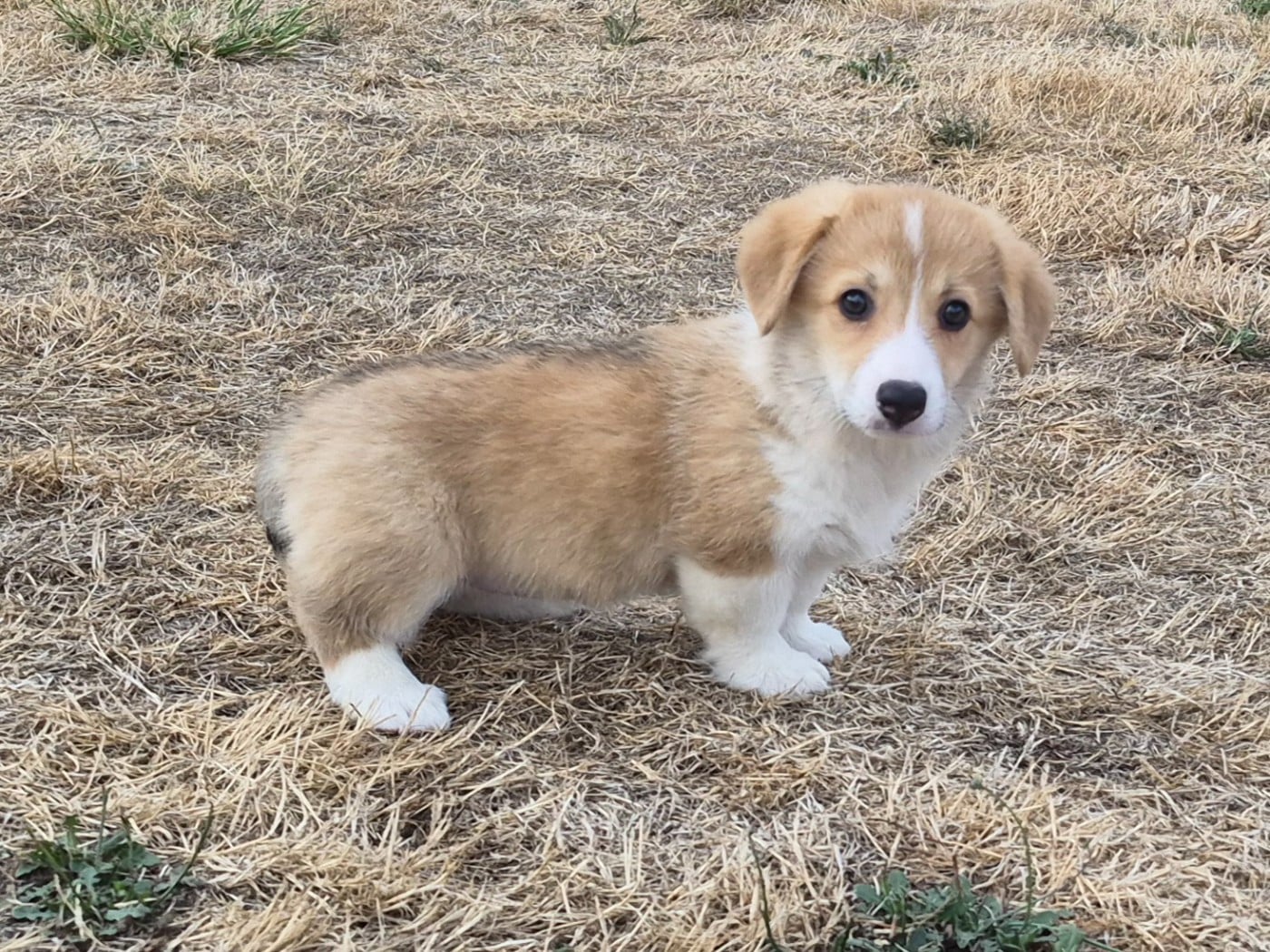 BELLA