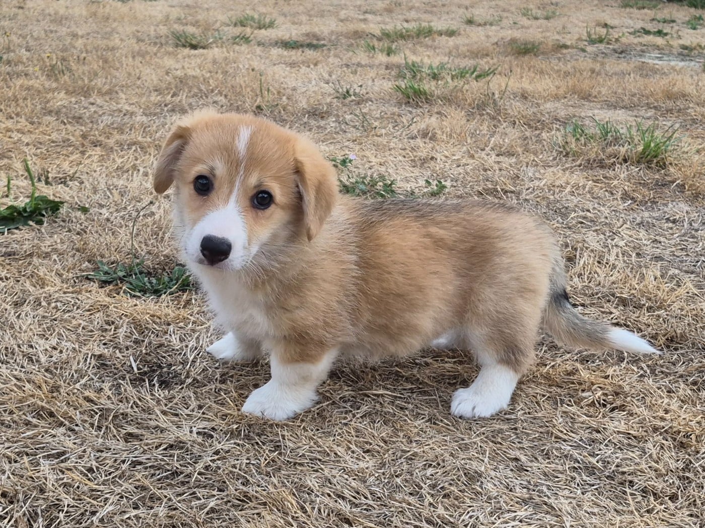 BELLA