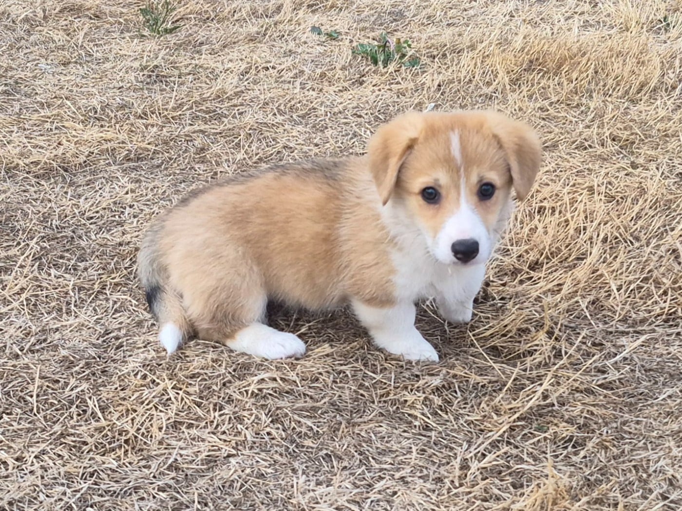 BELLA