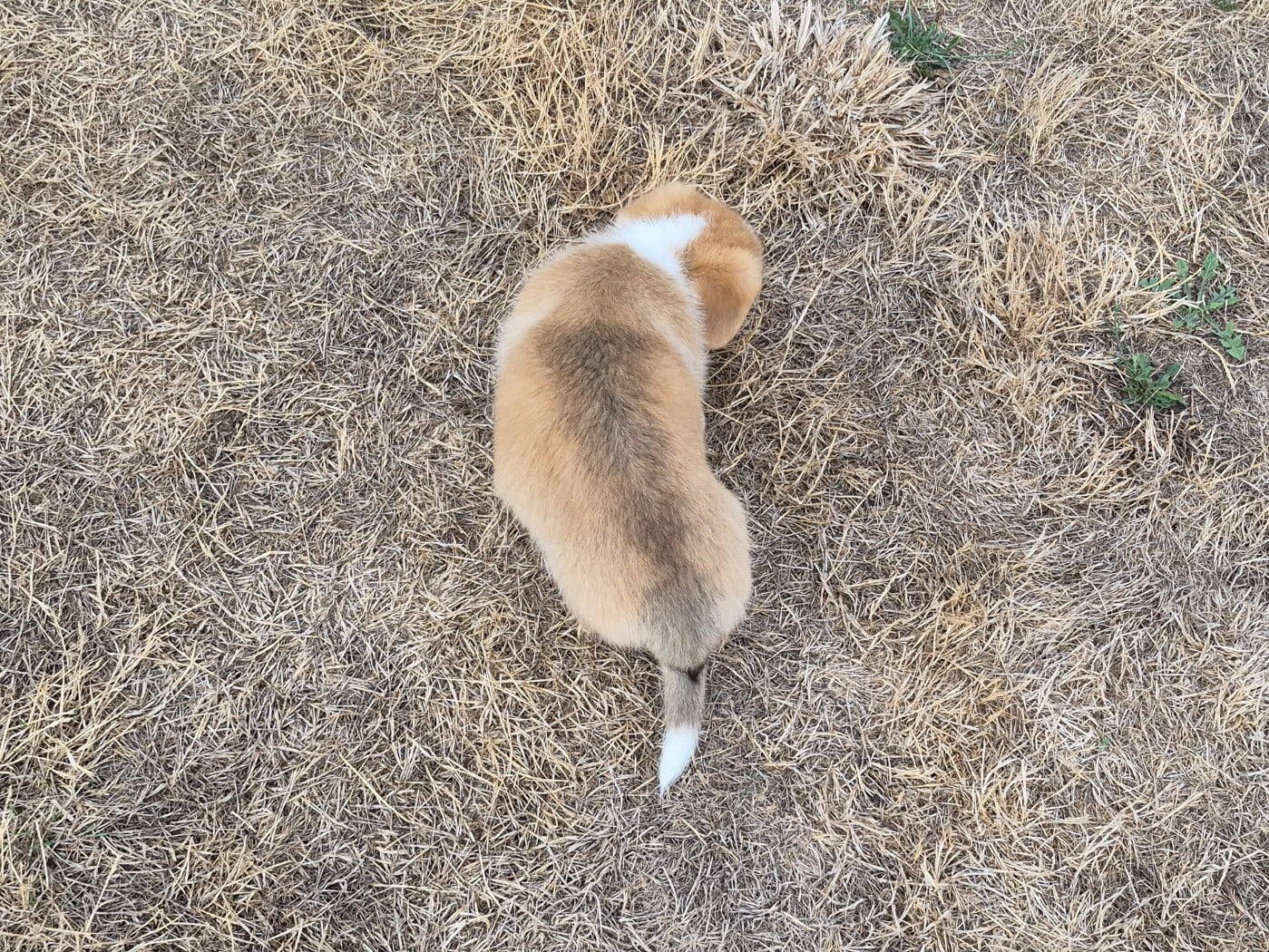 BELLA
