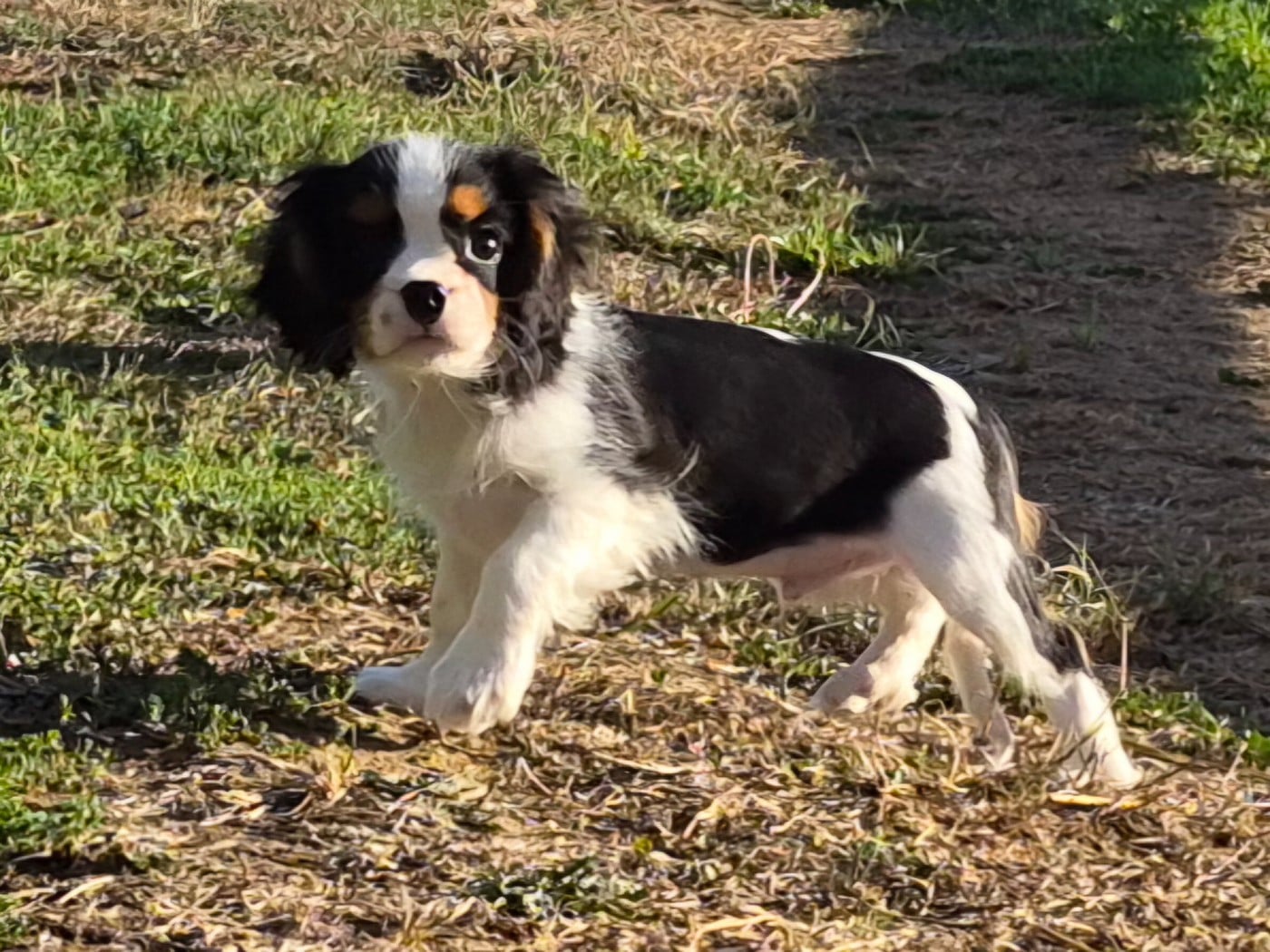 BENJI