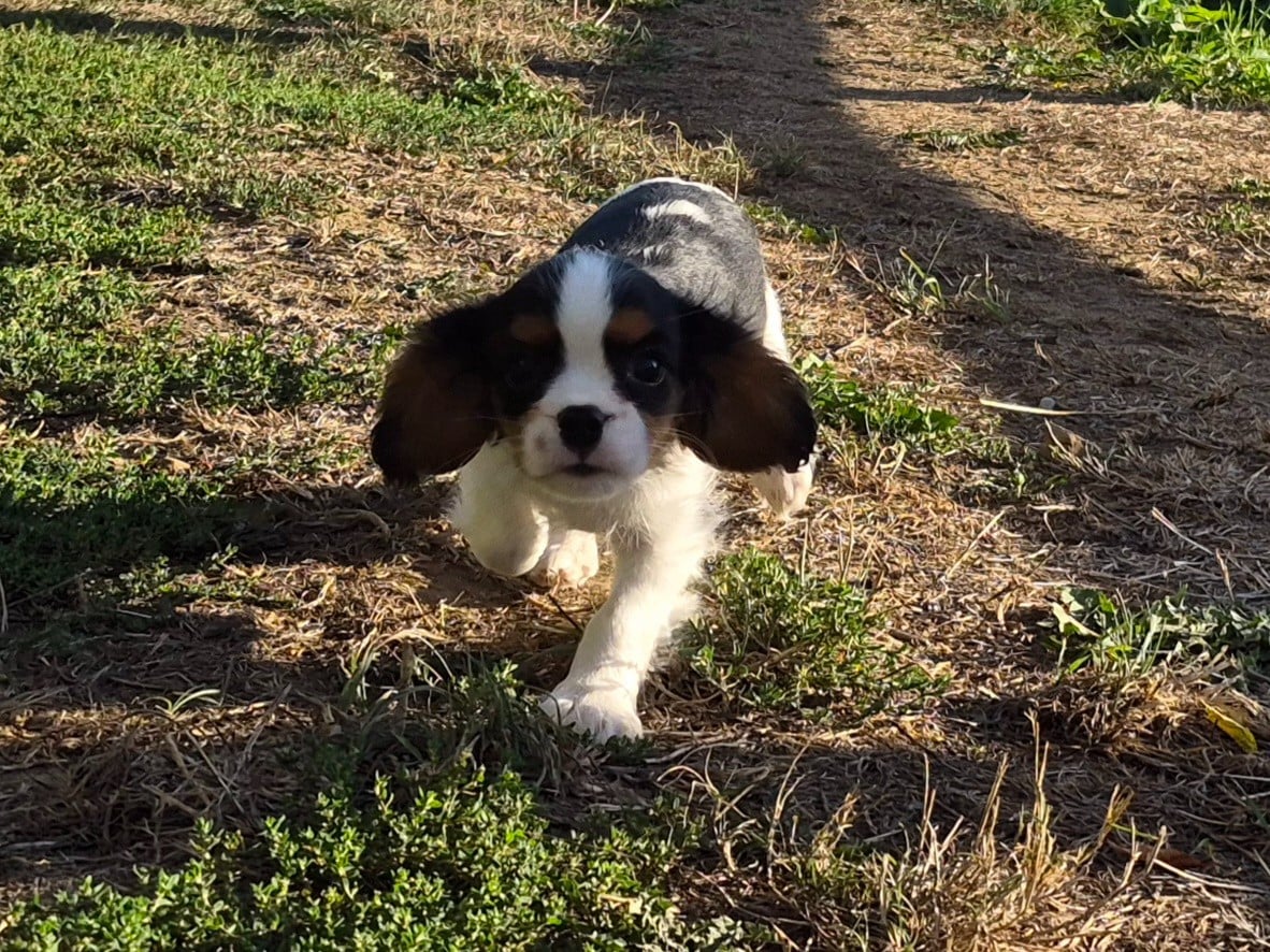 BENJI