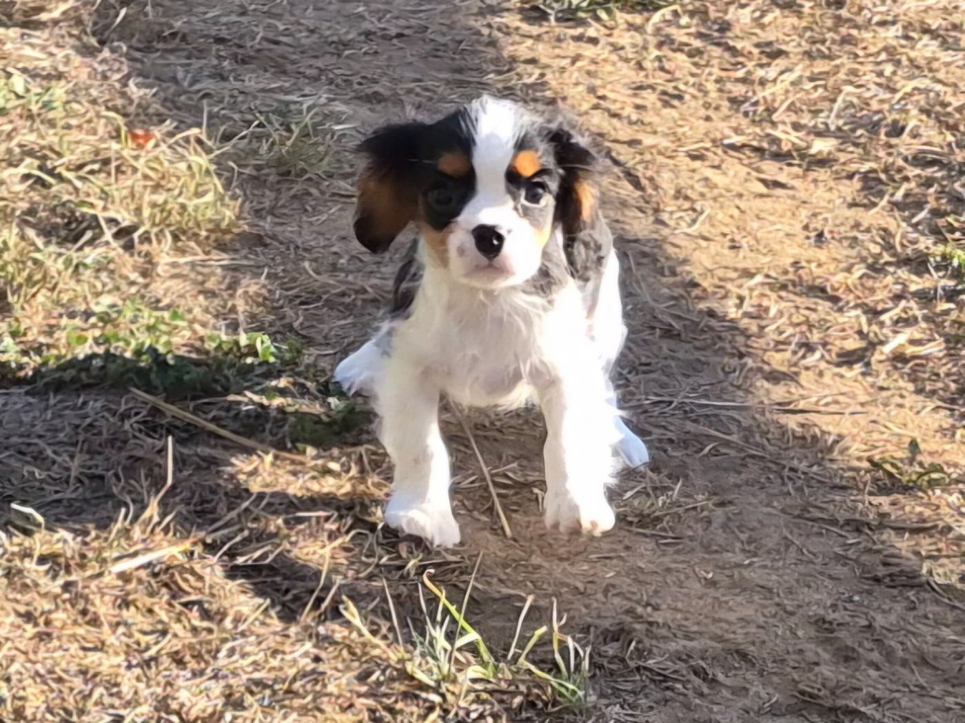 BENJI