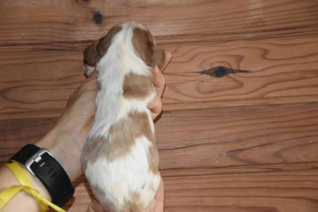 Chiot Cavalier King Charles Spaniel, R..., femelle