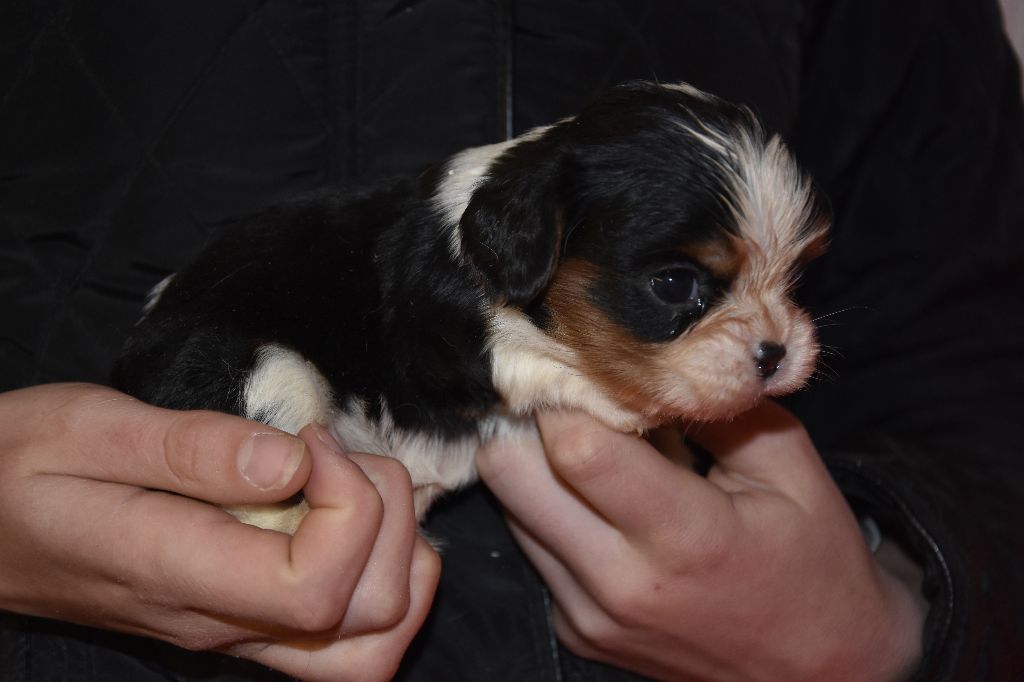 Chiot Cavalier King Charles Spaniel, PIXIE.., mâle