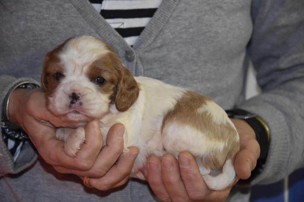 Chiot Cavalier King Charles Spaniel, R..., femelle